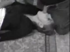 Kitty puţin juridice iubeşte cocoş negru gigant!